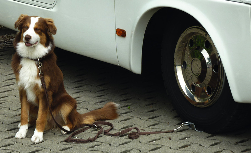Köpek Bağlama Aparatı Dog-Sitter